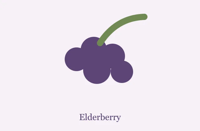 Photorealistic elderberry extract powder with fresh dark elderberries